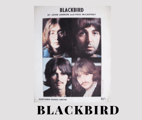 blackbird